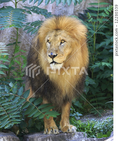 lion 12280339