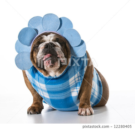 silly dog silly dog 12280405