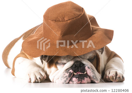 country dog country dog 12280406