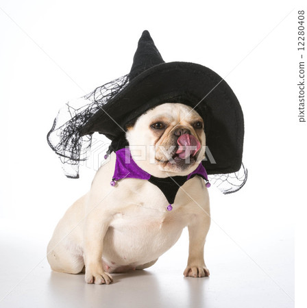 dog dressed as a witch 12280408