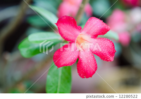 fresh Desert Rose fresh Desert Rose 12280522