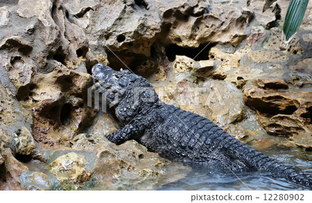 Small crocodile lies on the rocky shore , closeup Small crocodile lies on the rocky shore , closeup 12280902