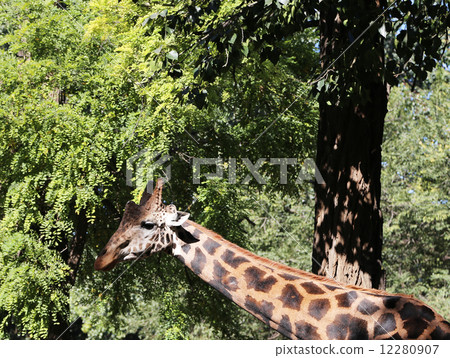 Nice close-up photo of young male giraffe Nice close-up photo of young male giraffe 12280907
