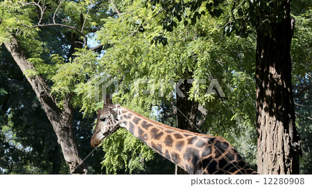 Nice close-up photo of young male giraffe Nice close-up photo of young male giraffe 12280908