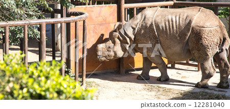 white rhinoceros or square-lipped rhinoceros 12281040