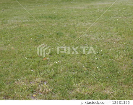 Meadow grass Meadow grass 12281335