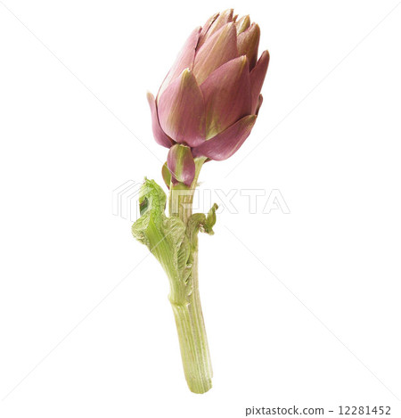 Artichoke isolated Artichoke isolated 12281452
