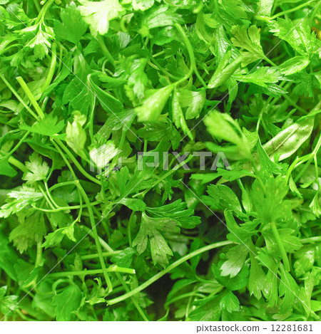 图库照片: parsley