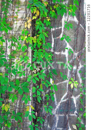 The wall of gray stones overgrown with Parthenocissus 12281716