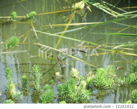 在產蛋期間的一對ginyummaes 在產蛋期間的一對ginyummaes 12281812