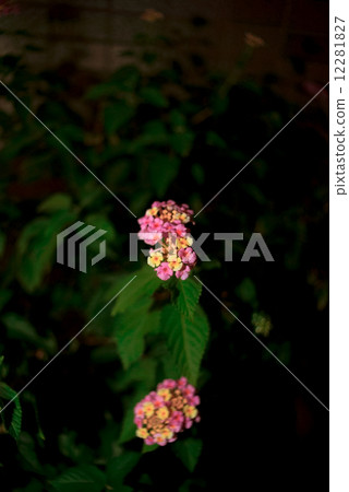 Lantana at night 12281827
