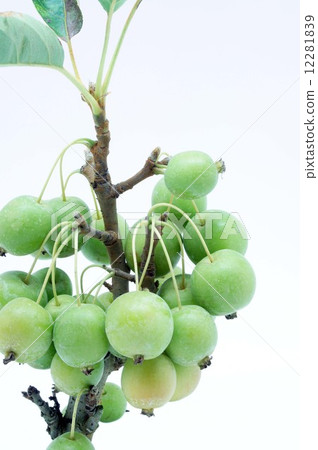 Rinko公主 12281839