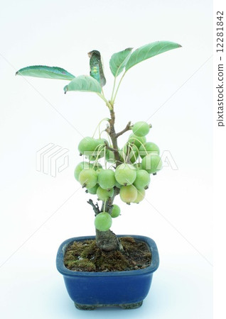 Rinko公主 Rinko公主 12281842