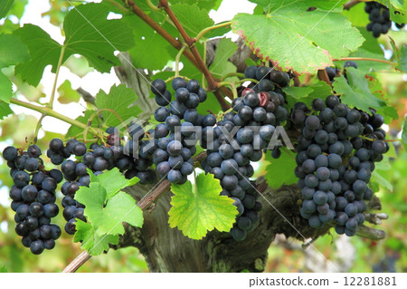 Grape for wine Pinot Noir Grape for wine Pinot Noir 12281881