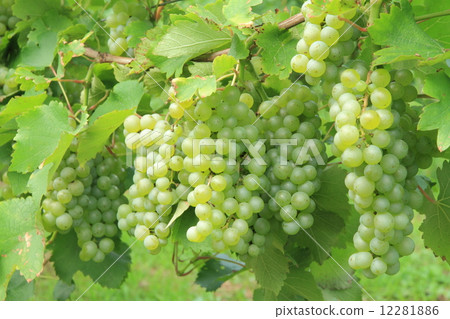 Grape for wine Sauvignon Blanc Grape for wine Sauvignon Blanc 12281886