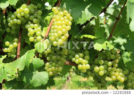 葡萄酒霞多麗 12281888