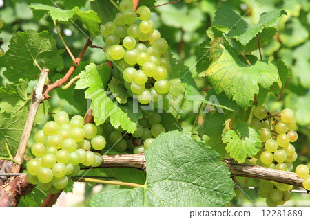 葡萄酒霞多麗 12281889