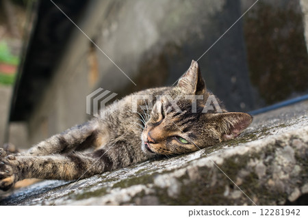 Cat lying on the floor. Cat lying on the floor. 12281942