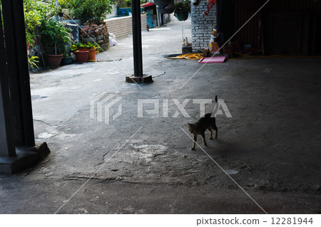 Silhouette of cat walking In the arcade. Silhouette of cat walking In the arcade. 12281944