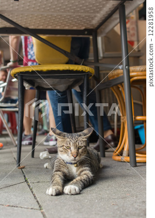 Cat lying to rest. 12281958