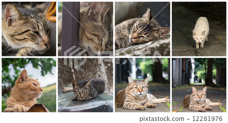 Collection of cats 12281976