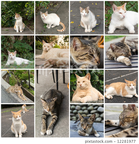 Undomesticated cat 12281977