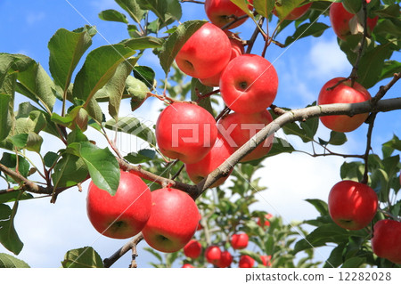 Apples that turned red 12282028