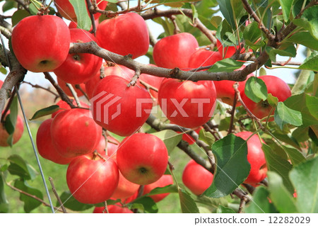 Apples that turned red 12282029