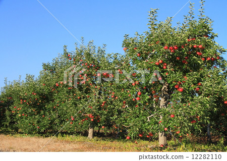 Apple garden at harvest Apple garden at harvest 12282110