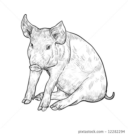 Drawing of pig Drawing of pig 12282294