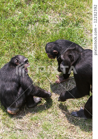 Chimpanzee Chimpanzee 12282392