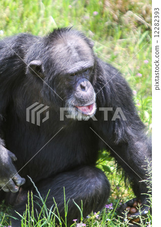 黑猩猩 黑猩猩 12282393