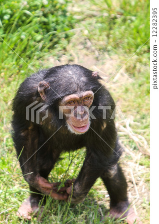 Chimpanzee Chimpanzee 12282395