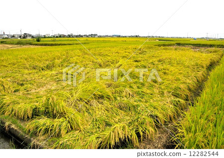 Falling rice 12282544
