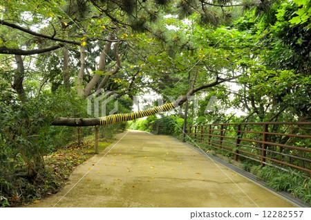 Branch of forward attention 12282557