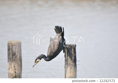 A cormorant 12282572