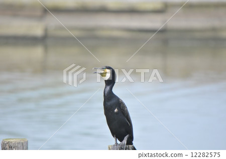 A cormorant 12282575