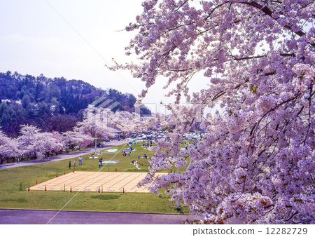 Maizuru-yama Park and Sakura Festival Maizuru-yama Park and Sakura Festival 12282729