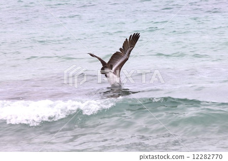 The island of evolution The island of Galapagos Living in the sea Dive and catch fish in the sea pelican 12282770