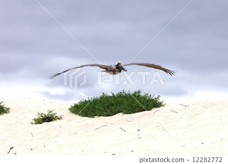 The island of evolution The island of Galapagos living on the beach 12282772