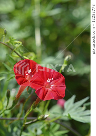 Hagoromo Rousenuto（Hagori Red Ruby） 12282778