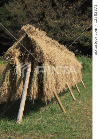 水稻收穫開始在自然景觀Inasuki（梳子）中發生，很少見② 12282873