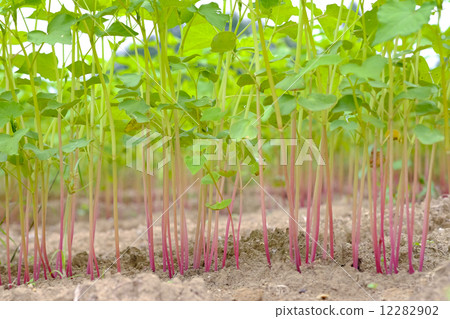 Before the flowering of buckwheat soba field buckwheat 12282902