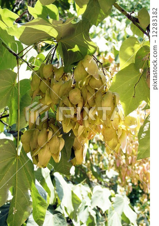 狗尾草的果實和8月下旬 12283182