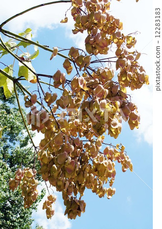 狗尾草的果實和8月下旬 12283183