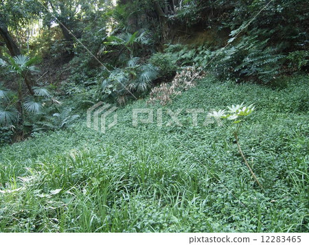 Green fairy 12283465