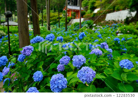 Hydrangea of Mimuroto Temple Hydrangea of Mimuroto Temple 12283530