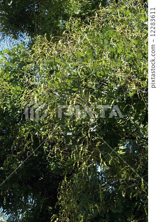 恩吉的豆科植物 恩吉的豆科植物 12283611