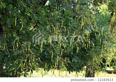 恩吉的豆科植物 12283613