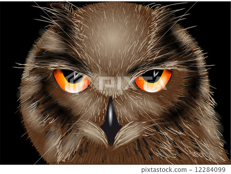 the owl 12284099